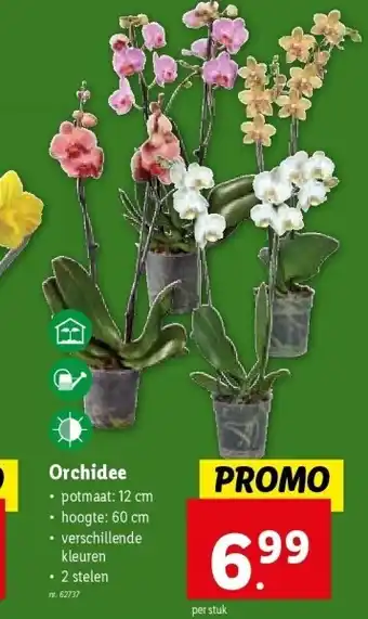 Lidl Orchidee aanbieding