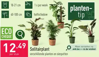 ALDI Solitairplant aanbieding