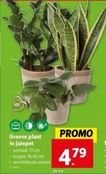 Lidl Groene plant in jutepot aanbieding