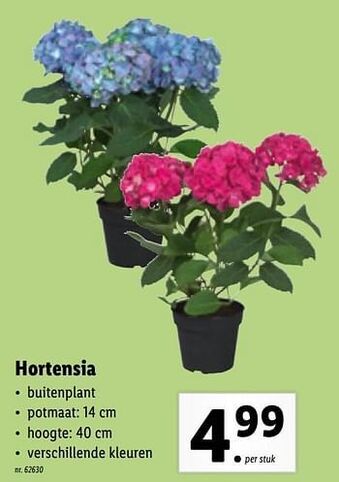 Hortensia