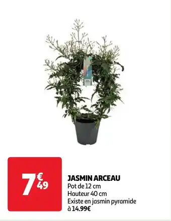 JASMIN ARCEAU Pot de 12 cm