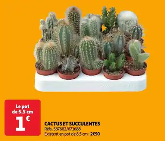 CACTUS ET SUCCULENTES 5.5cm