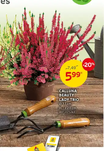 Brico Calluna Beauty Lady Trio 17 cm REF 5575263 aanbieding
