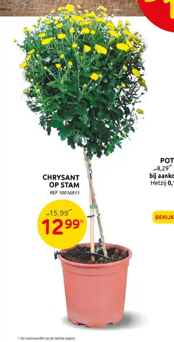 Chrysant Op Stam REF 10016911