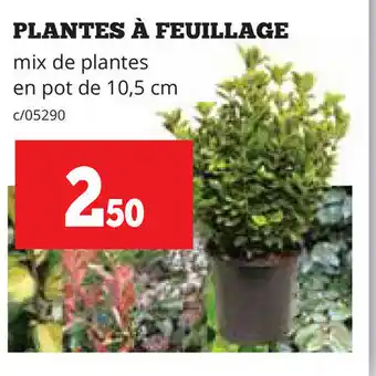Plantes A Feuillage
