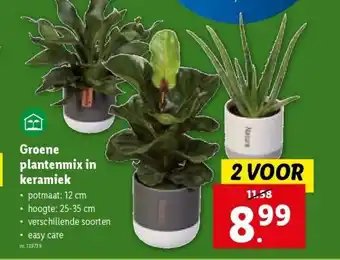 Lidl Groene plantenmix in keramiek aanbieding