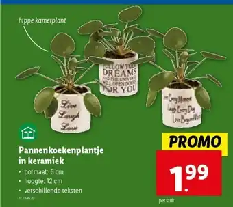 Lidl Pannenkoekenplantje in keramiek aanbieding