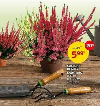 Brico Calluna beauty lady trio aanbieding