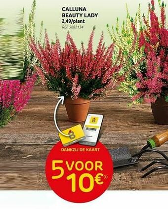 Brico Calluna beauty lady aanbieding