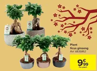 Carrefour Plant fi cus ginseng aanbieding