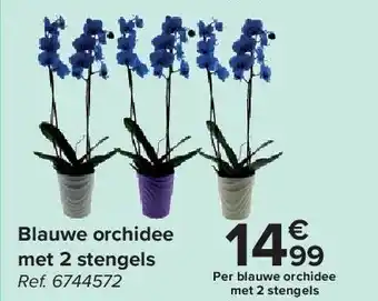 Carrefour Blauwe orchidee met 2 stengels aanbieding