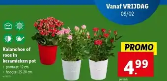Lidl Kalanchoe of roos in keramieken pot aanbieding