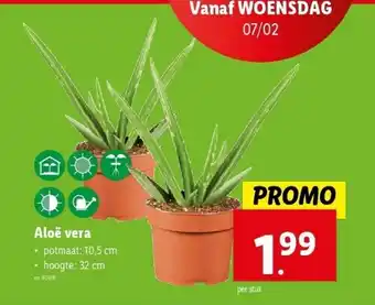 Lidl Aloë vera aanbieding