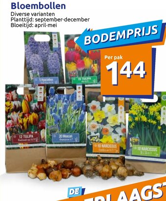 Bloembollen