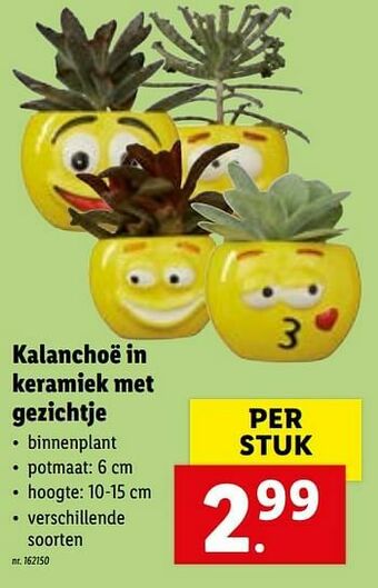 Lidl Kalanchoë in keramiek met gezichtje aanbieding
