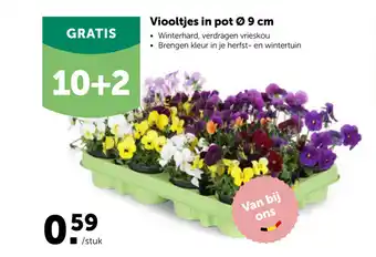 Viooltjes in Pot 9 cm