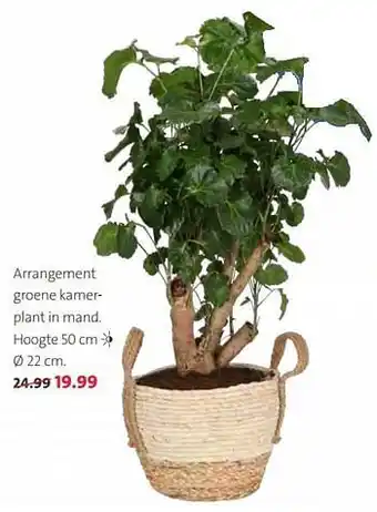 Intratuin Arrangement groene kamerplant in mand aanbieding