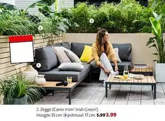Zegge carex morr. irish green