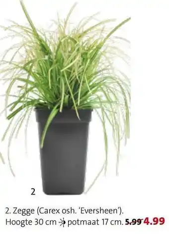 Zegge carex osh. eversheen