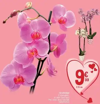 Orchidee 2 stengels