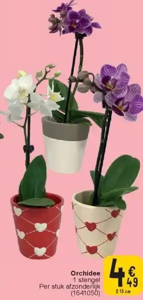 Cora Orchidee aanbieding