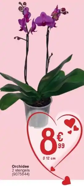 Cora Orchidee aanbieding