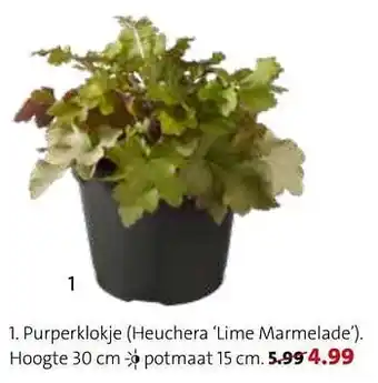 Purperklokje heuchera lime marmelade
