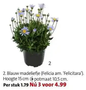 Blauw madeliefje felicia am. felicitara