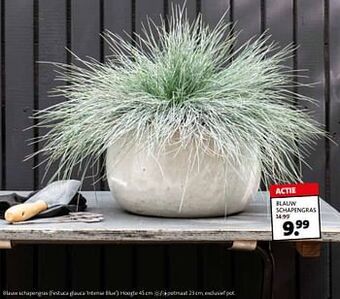 Intratuin Blauw schapengras aanbieding