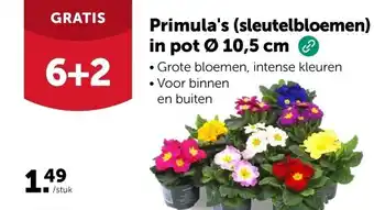 Primula's (sleutelbloemen) in pot Ø 10,5 cm