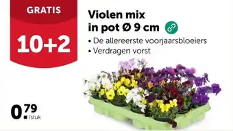 AVEVE Violen mix in pot Ø 9 cm aanbieding