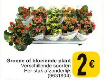 Cora Groene of bloeiende plant Per stuk aanbieding