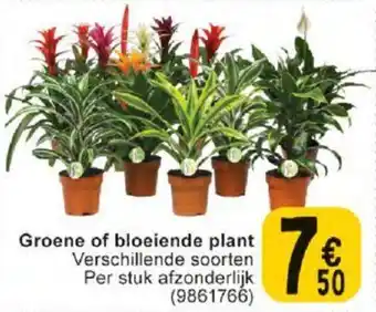 Cora Groene of bloeiende plant aanbieding
