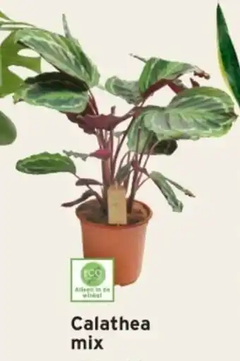 GAMMA Calathea mix Potmaat 21 cm aanbieding