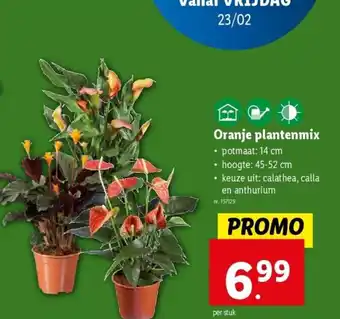 Lidl Oranje plantenmix aanbieding