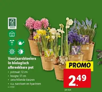 Lidl Voorjaarsbloeiers in biologisch afbreekbare pot aanbieding