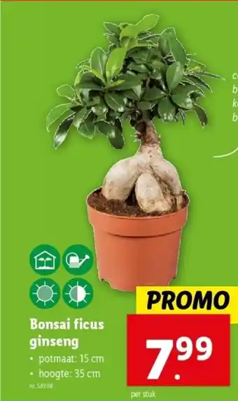 Lidl Bonsai ficus ginseng aanbieding