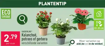 ALDI GARDENLINE Kalanchoë, potroos of gerbera aanbieding