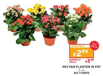 Trafic MIX VAN PLANTEN IN POT 12 cm aanbieding