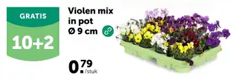 AVEVE Violen mix in pot Ø9 cm aanbieding