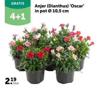 Anjer (Dianthus) ‘Oscar’ in pot Ø 10,5 cm