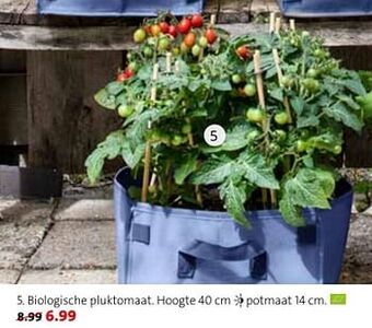 Intratuin Biologische pluktomaat aanbieding