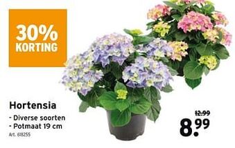Hortensia