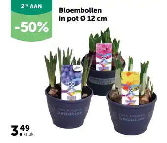 Bloembollen in pot Ø 12 cm
