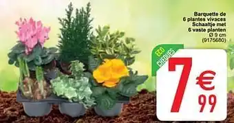 Cora Barquette de 6 plantes vivaces schaaltje met 6 vaste planten aanbieding