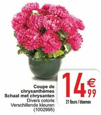 Cora Coupe de chrysanthèmes schaal met chrysanten aanbieding