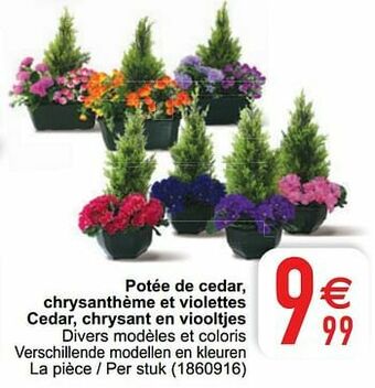 Potée de cedar, chrysanthème et violettes cedar, chrysant en viooltjes