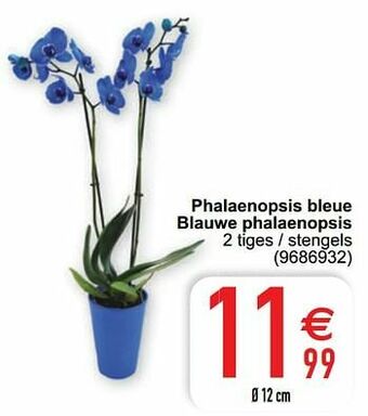 Cora Phalaenopsis bleue blauwe phalaenopsis aanbieding