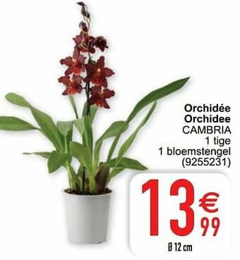 Cora Orchidée orchidee cambria aanbieding