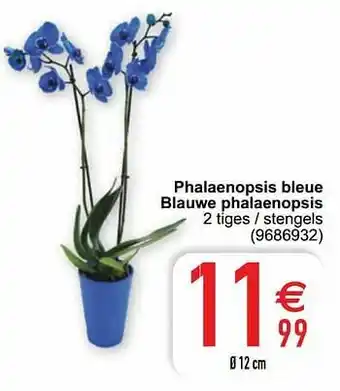 Phalaenopsis bleue blauwe phalaenopsis